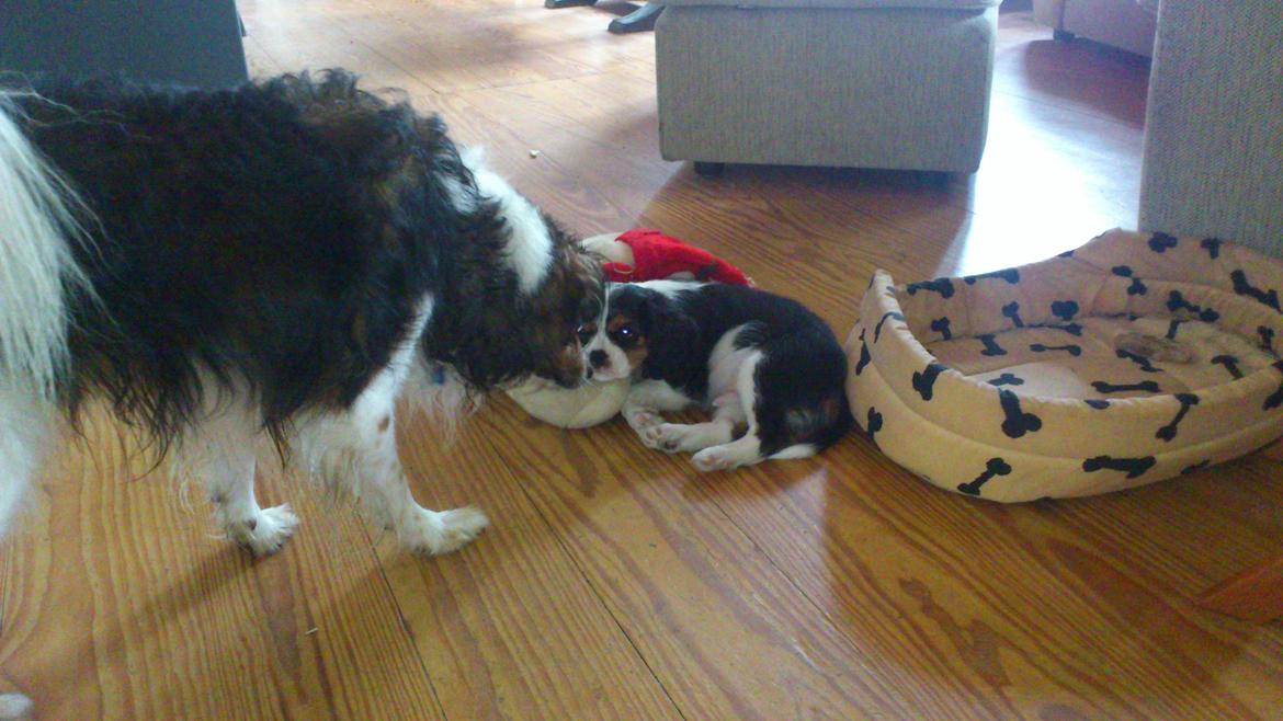 Cavalier king charles spaniel Basse Dion billede 15