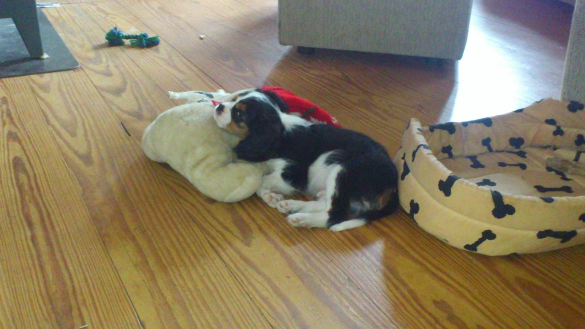 Cavalier king charles spaniel Basse Dion billede 16