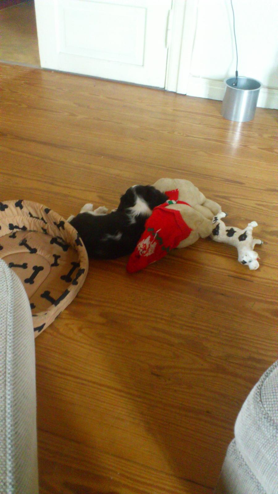 Cavalier king charles spaniel Basse Dion billede 17