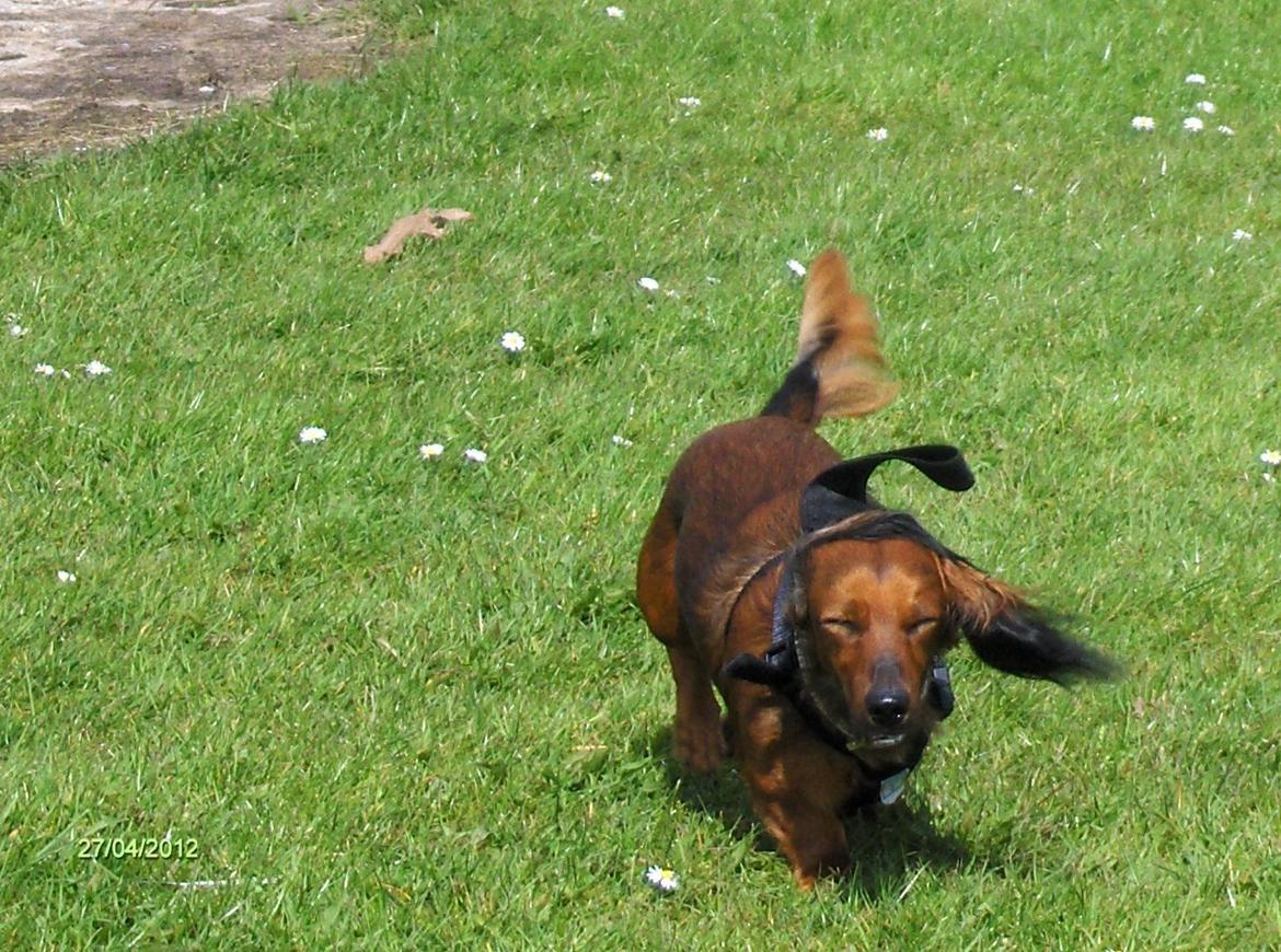 Gravhund Gizmo billede 2