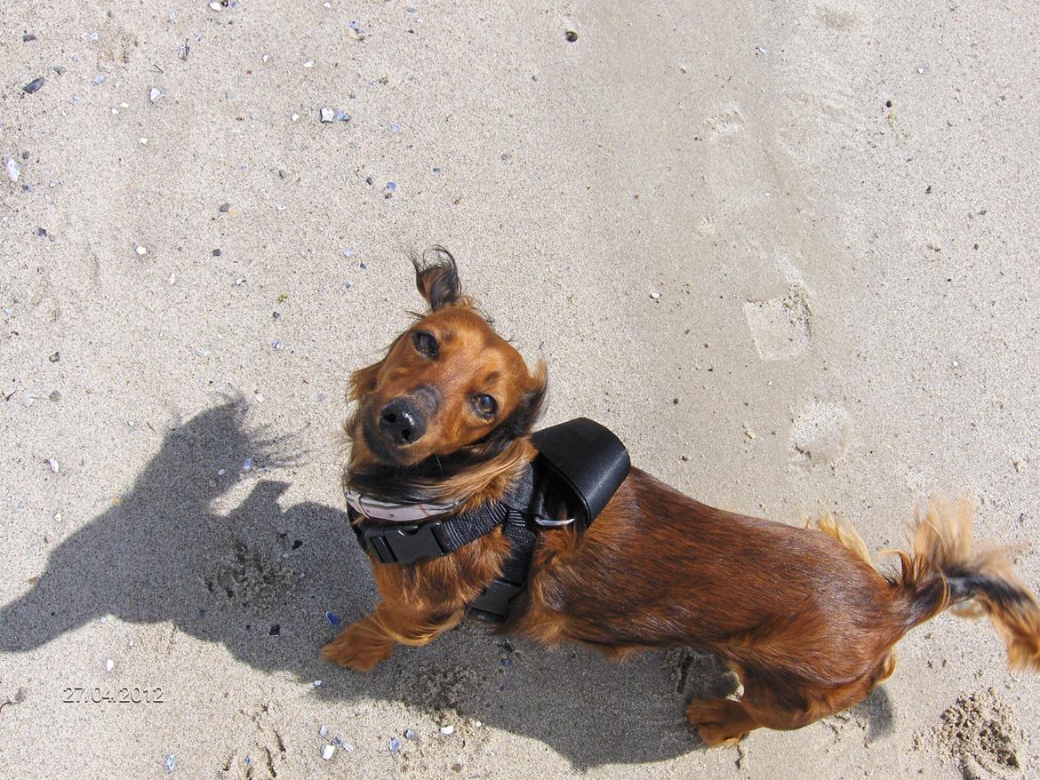 Gravhund Gizmo billede 3