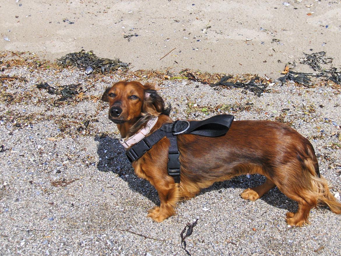 Gravhund Gizmo billede 4