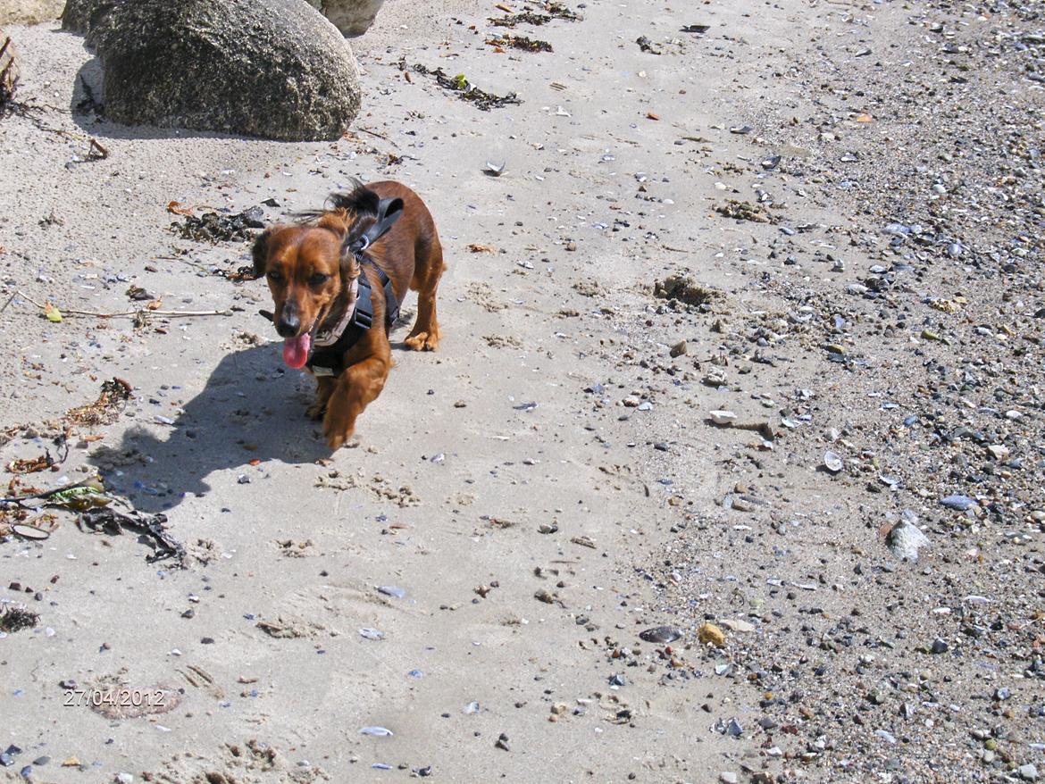 Gravhund Gizmo billede 5