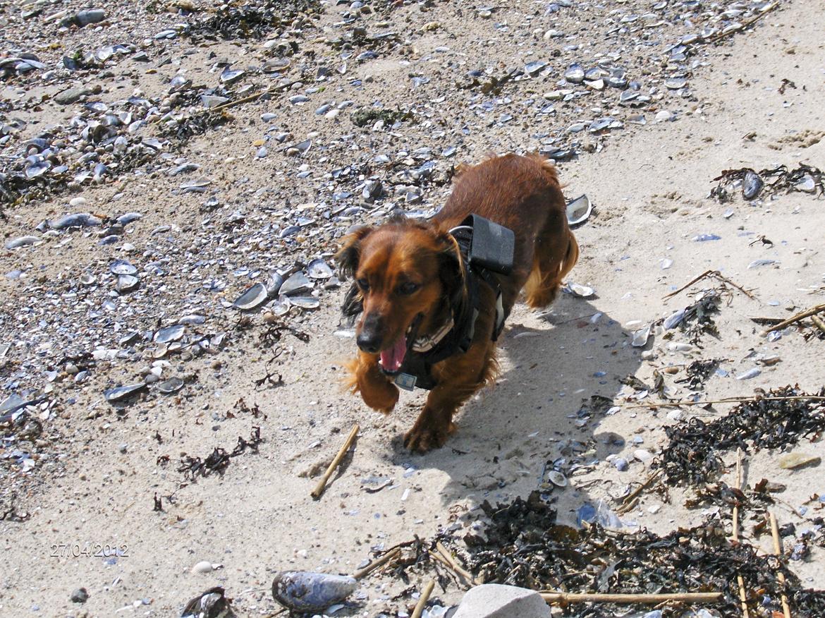 Gravhund Gizmo billede 6