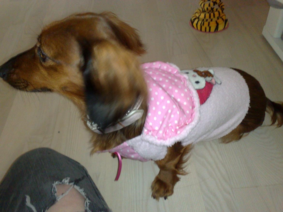 Gravhund Gizmo billede 7