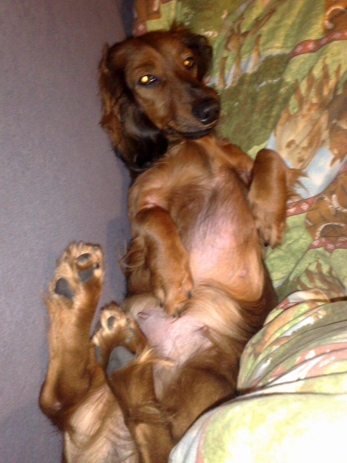 Gravhund Gizmo billede 8