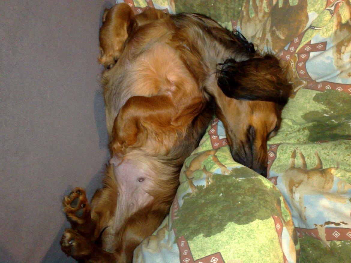 Gravhund Gizmo billede 9