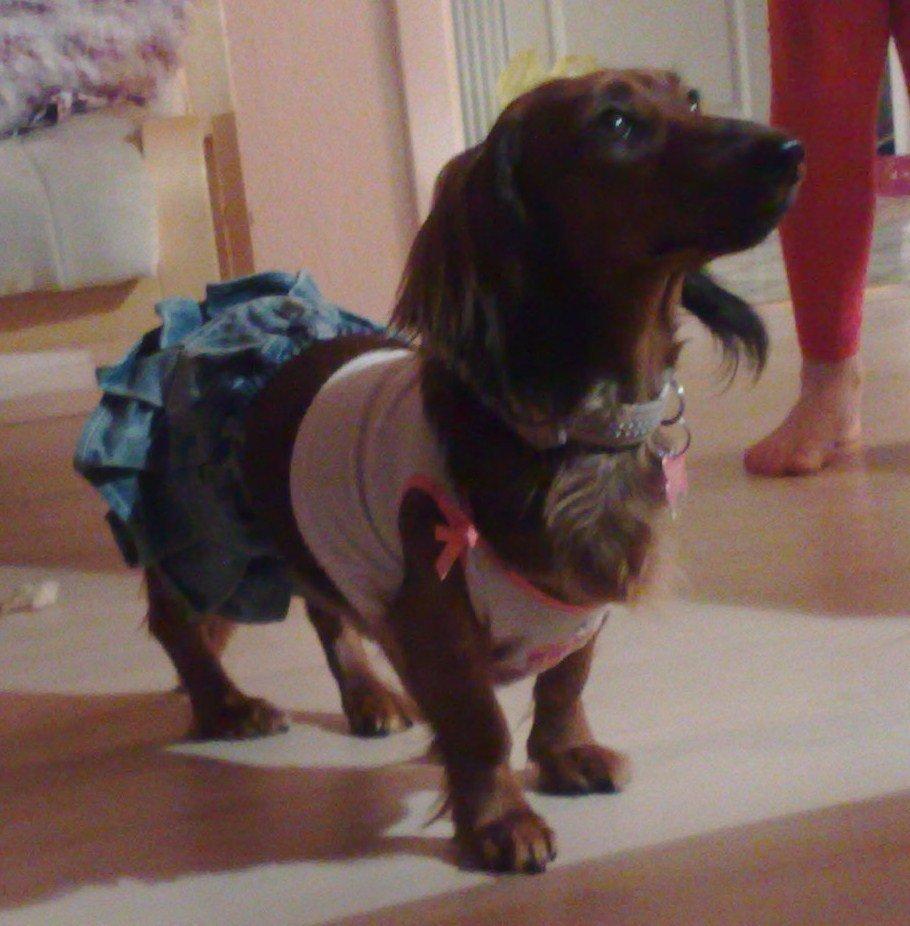 Gravhund Gizmo billede 10