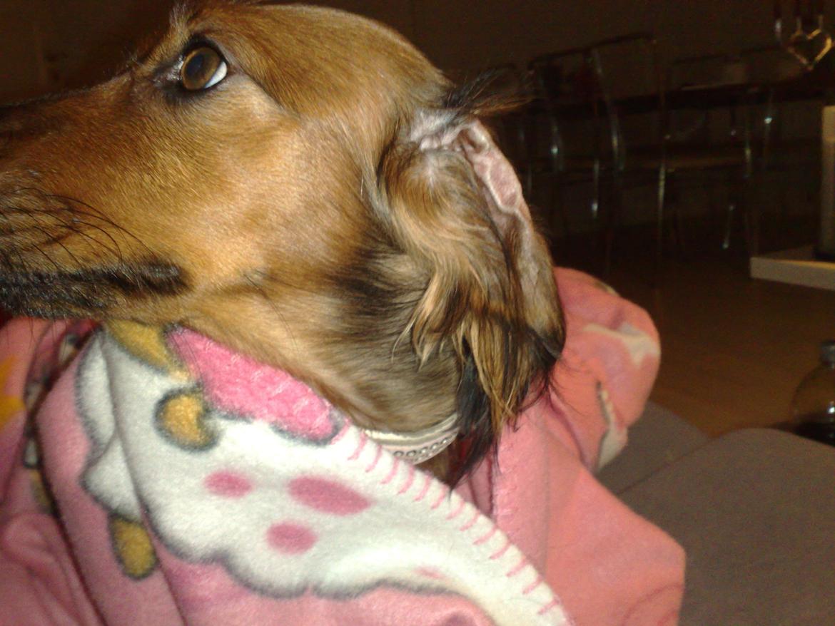 Gravhund Gizmo billede 11