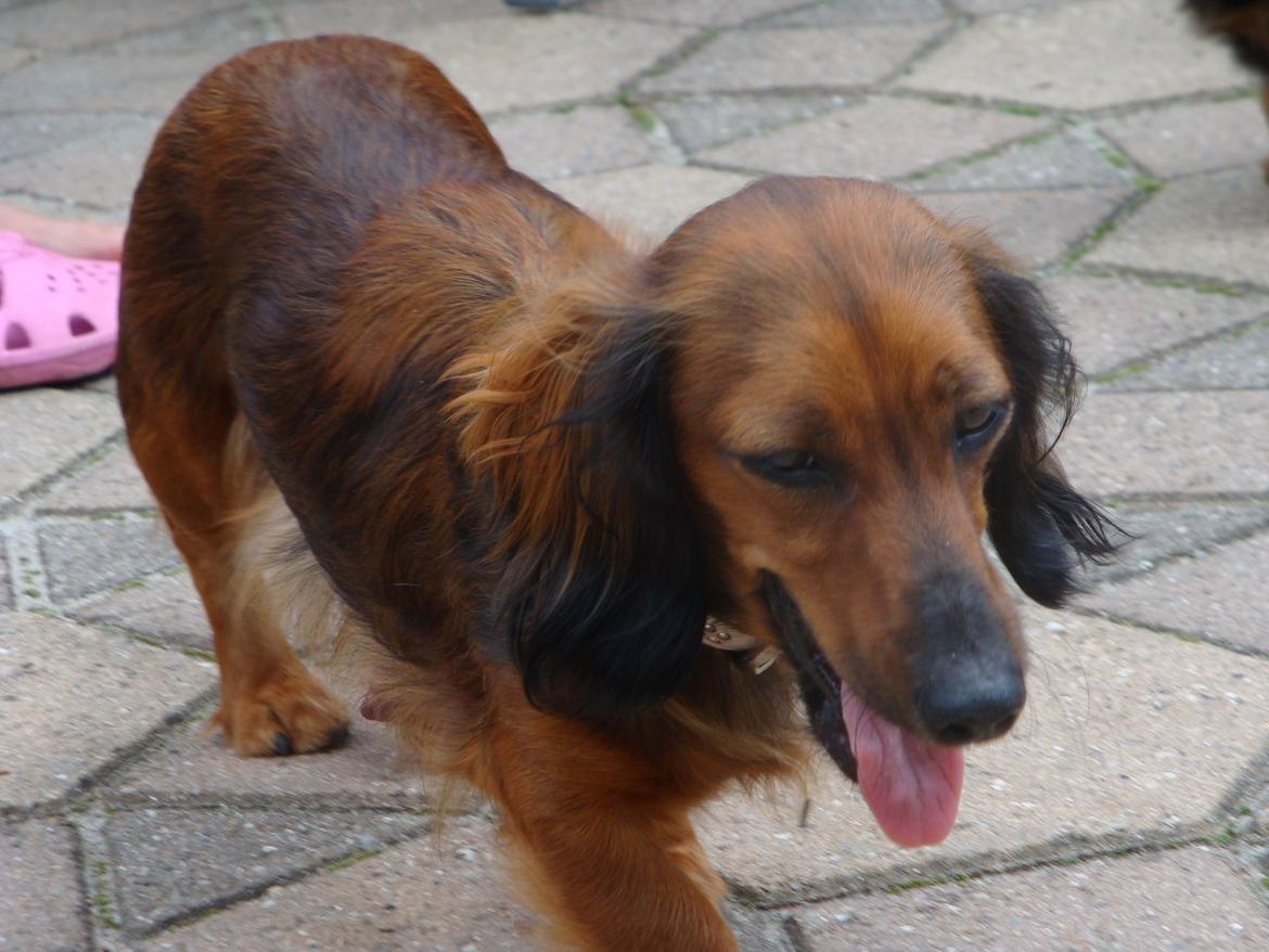 Gravhund Gizmo billede 12