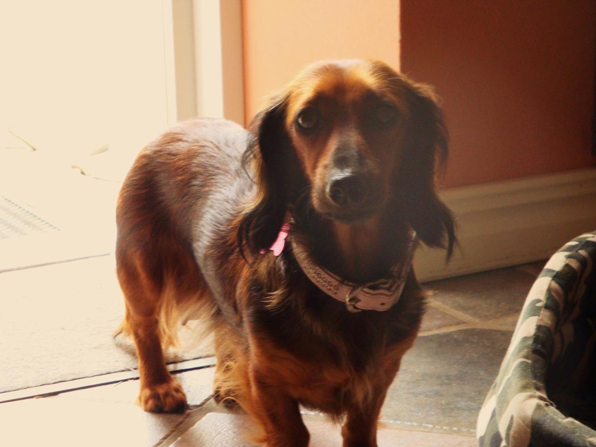 Gravhund Gizmo billede 13