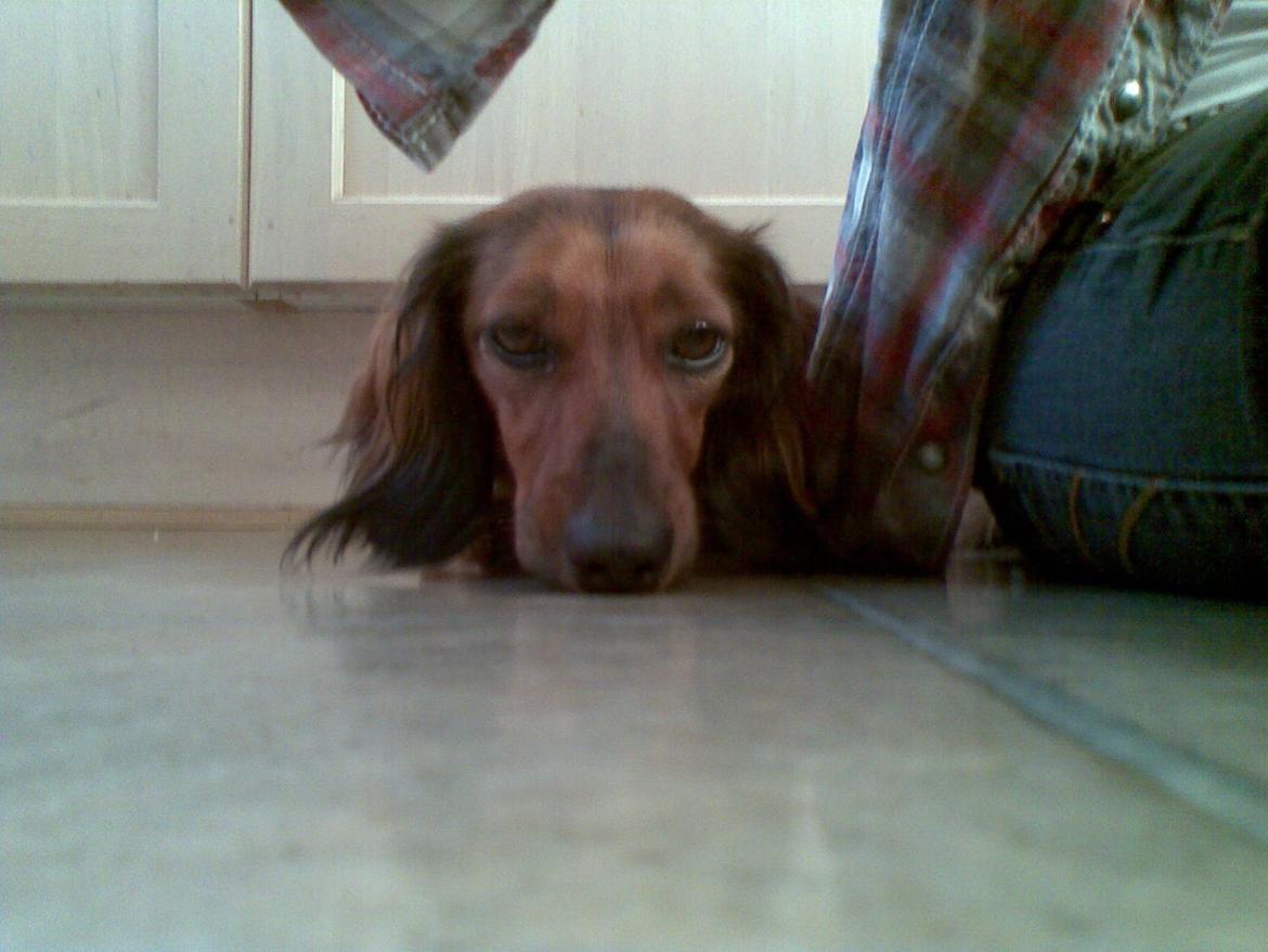 Gravhund Gizmo billede 14