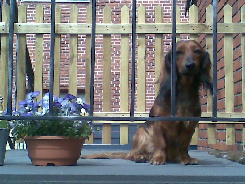 Gravhund Gizmo billede 15