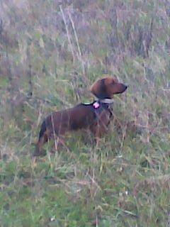 Gravhund Gizmo billede 16