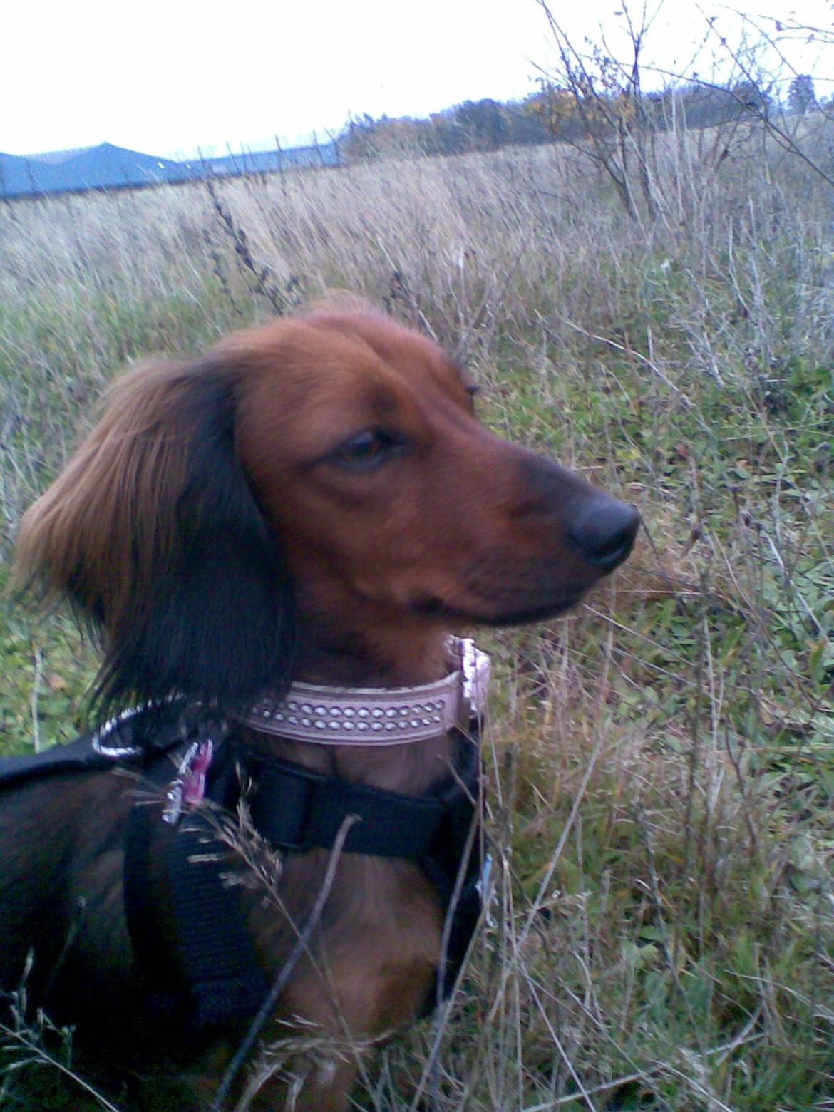 Gravhund Gizmo billede 17