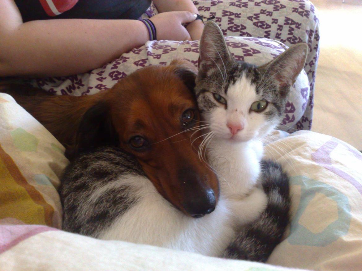 Gravhund Gizmo - Gizmo og hendes bedste ven Berta billede 18