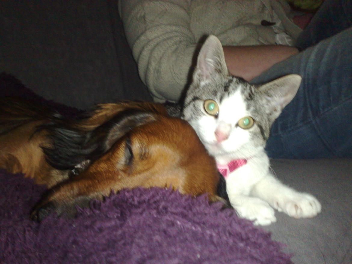 Gravhund Gizmo - Gizmo og hendes bedste ven Berta billede 19