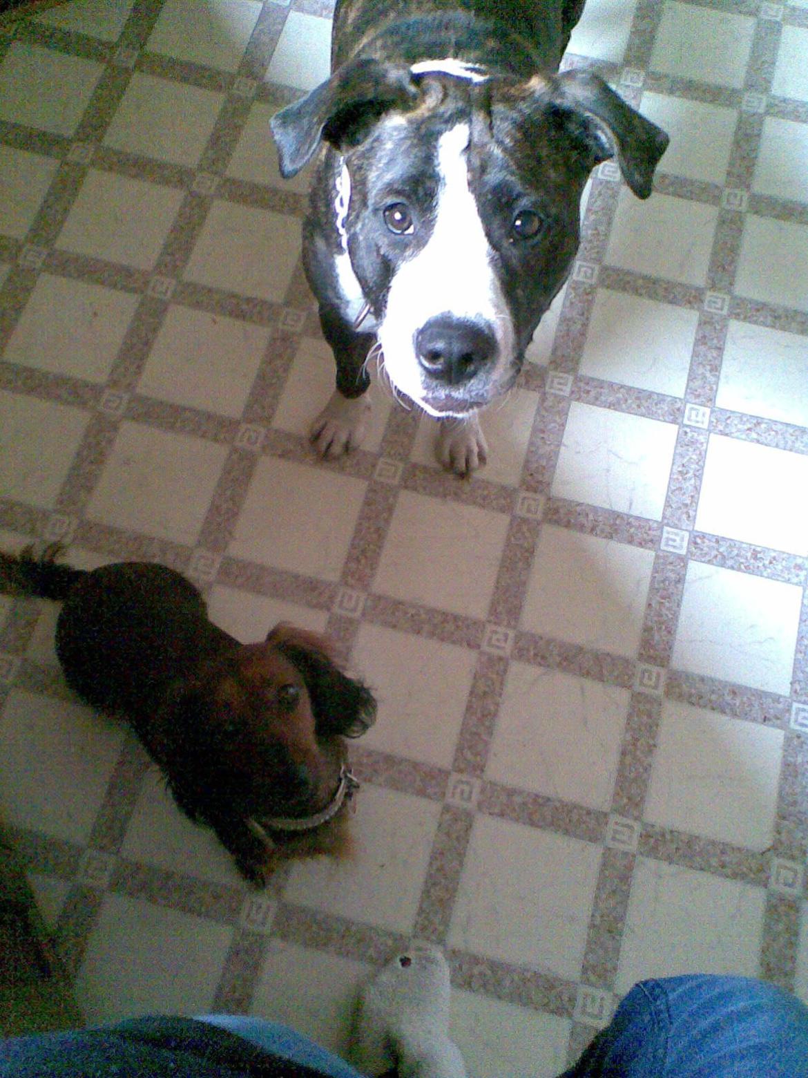 Gravhund Gizmo - Gizmo og hendes gode ven Tøsen billede 20