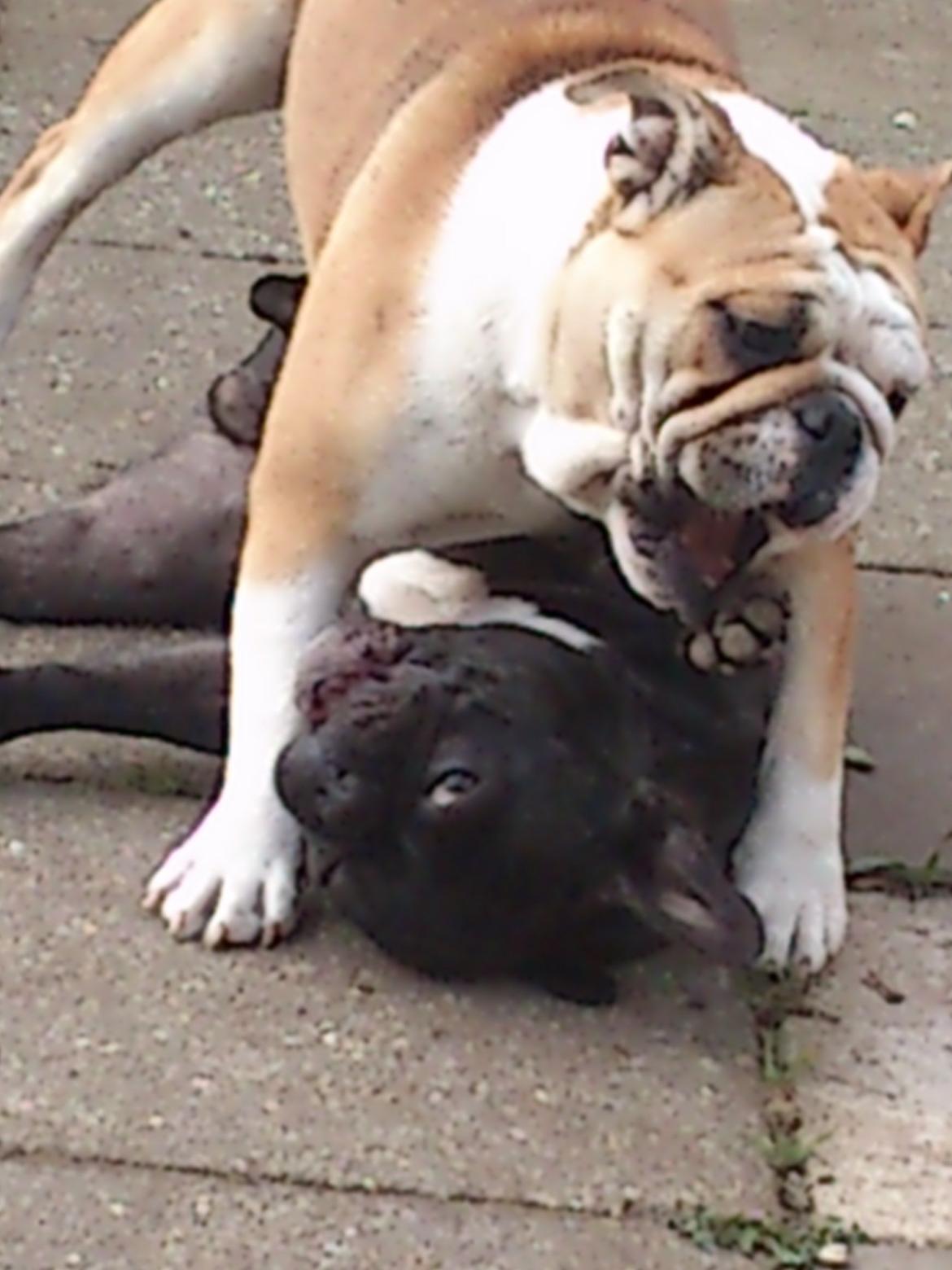 Engelsk bulldog Barny Extreme Bull Blanka 'Tia' - Carlos og Tia bøvler! billede 3