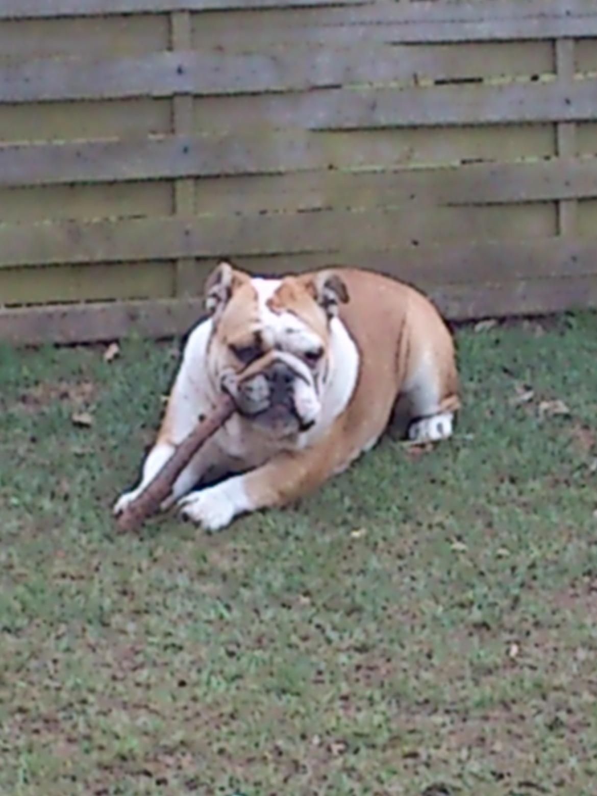 Engelsk bulldog Barny Extreme Bull Blanka 'Tia' billede 4