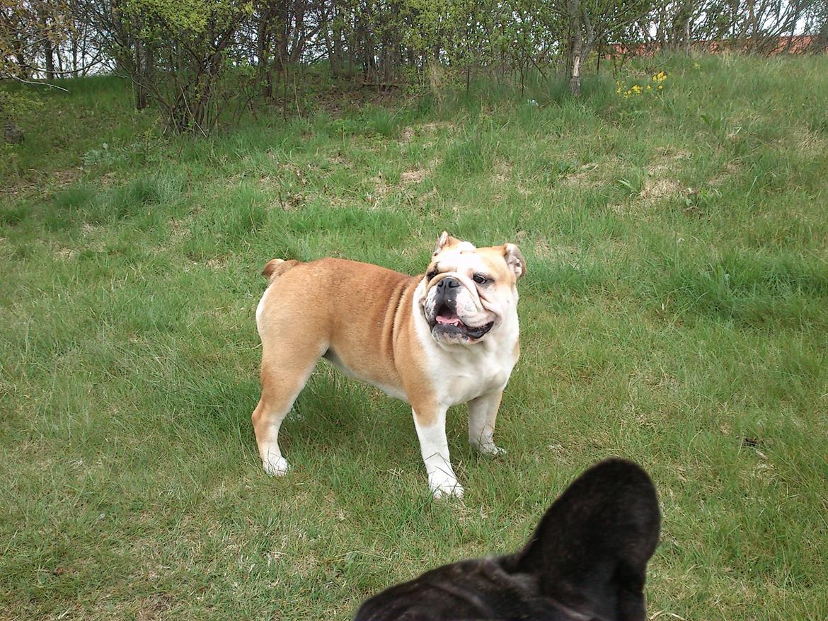 Engelsk bulldog Barny Extreme Bull Blanka 'Tia' billede 1