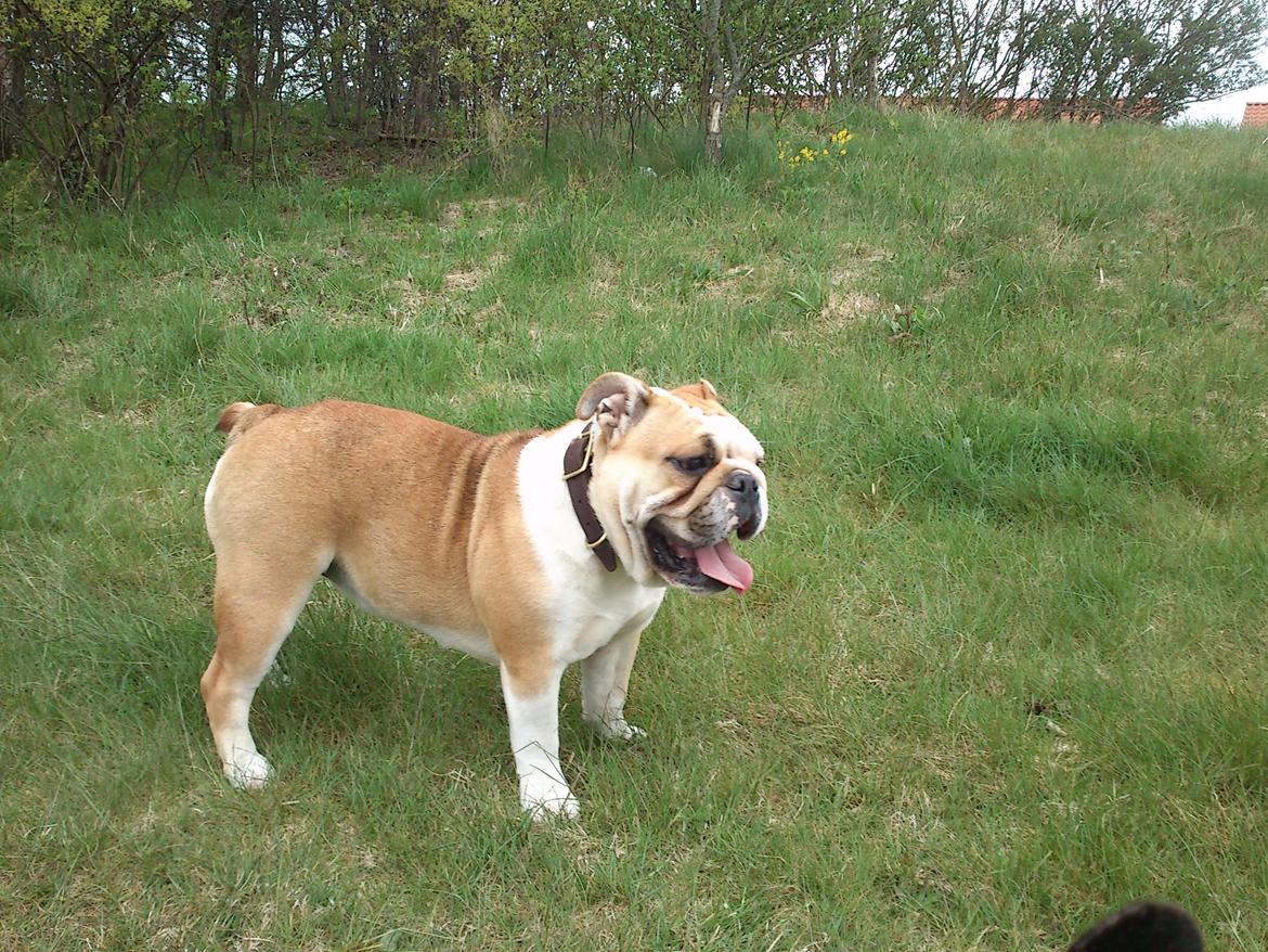 Engelsk bulldog Barny Extreme Bull Blanka 'Tia' billede 5