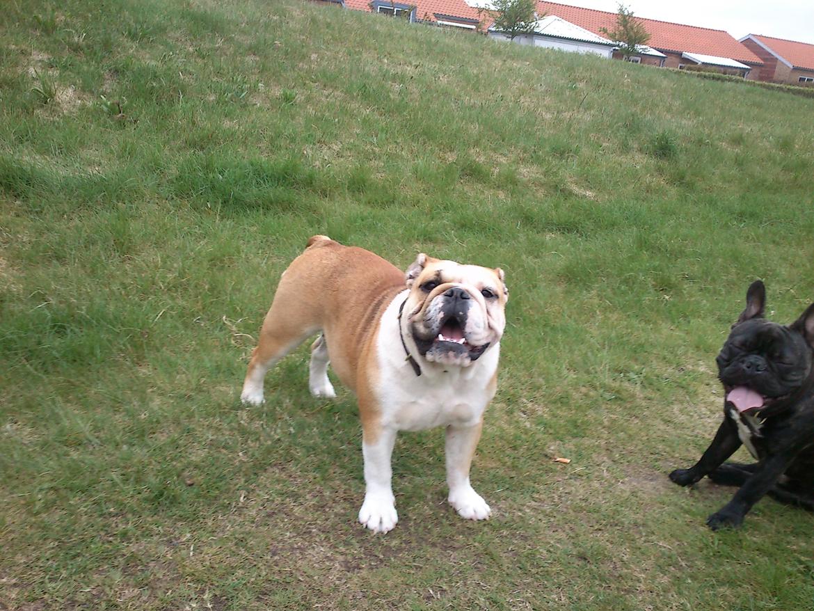 Engelsk bulldog Barny Extreme Bull Blanka 'Tia' billede 6