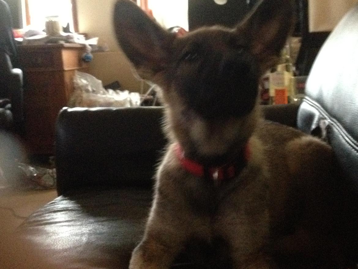 Schæferhund sascha billede 1