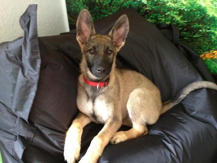 Schæferhund sascha billede 2