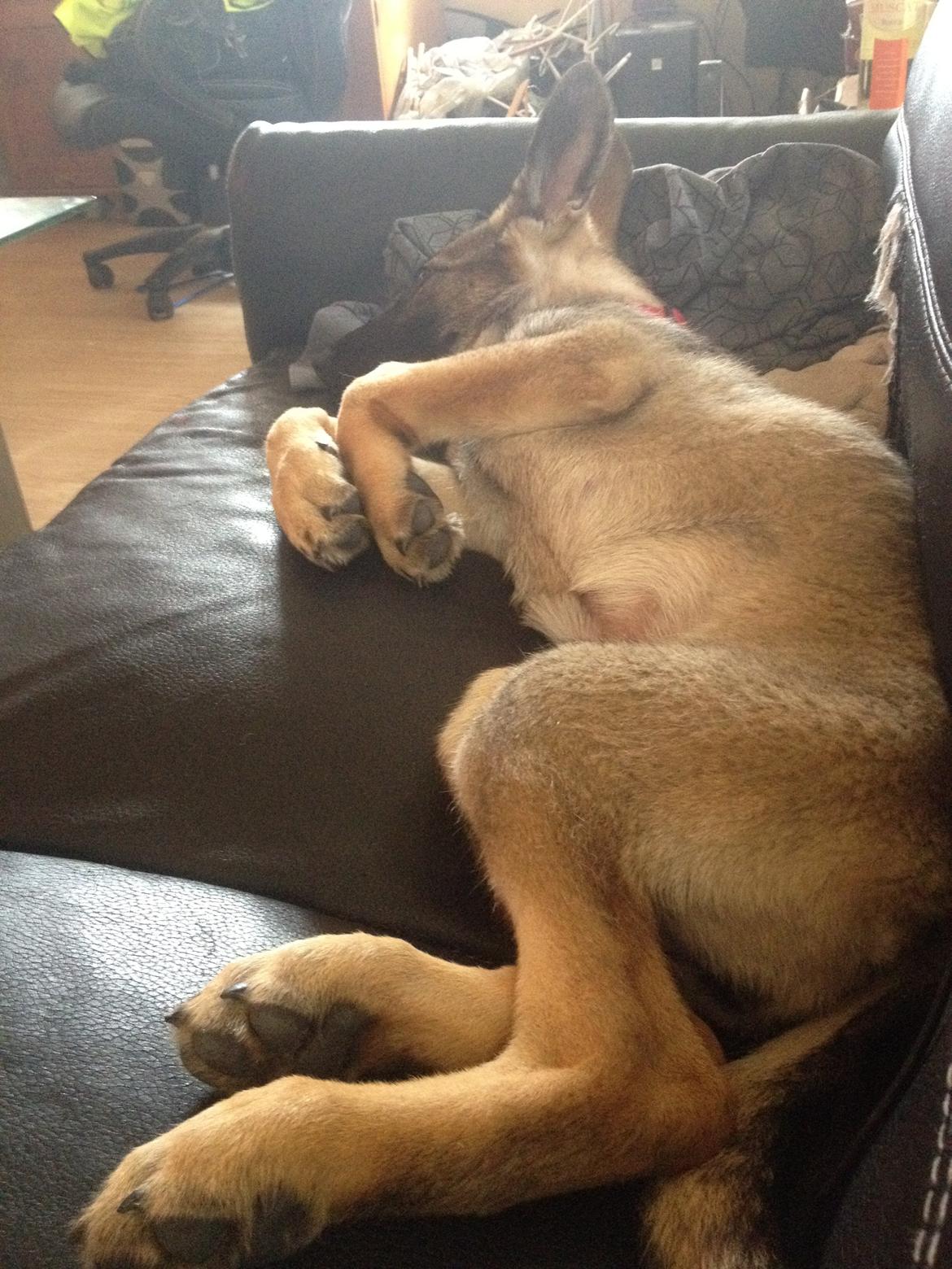 Schæferhund sascha billede 3