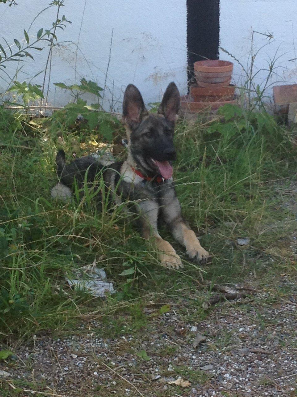 Schæferhund sascha billede 4