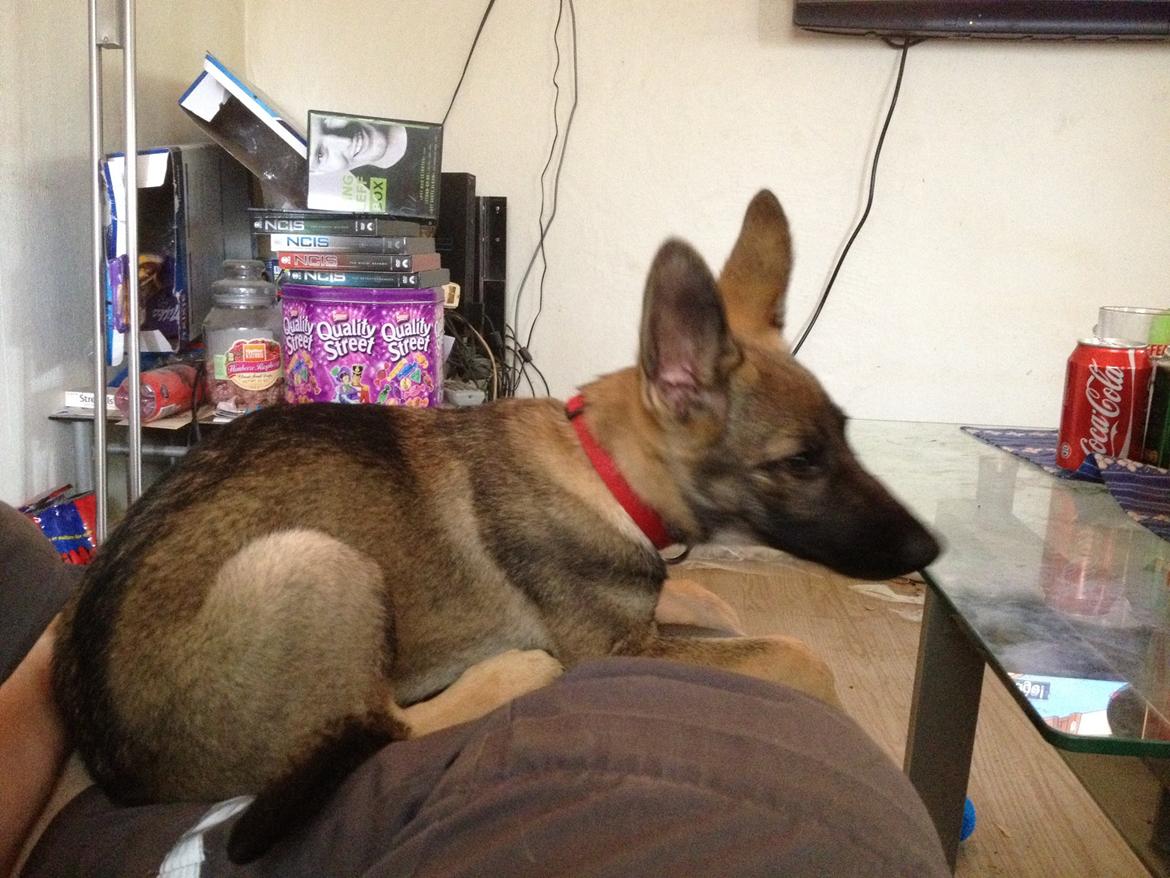 Schæferhund sascha billede 5