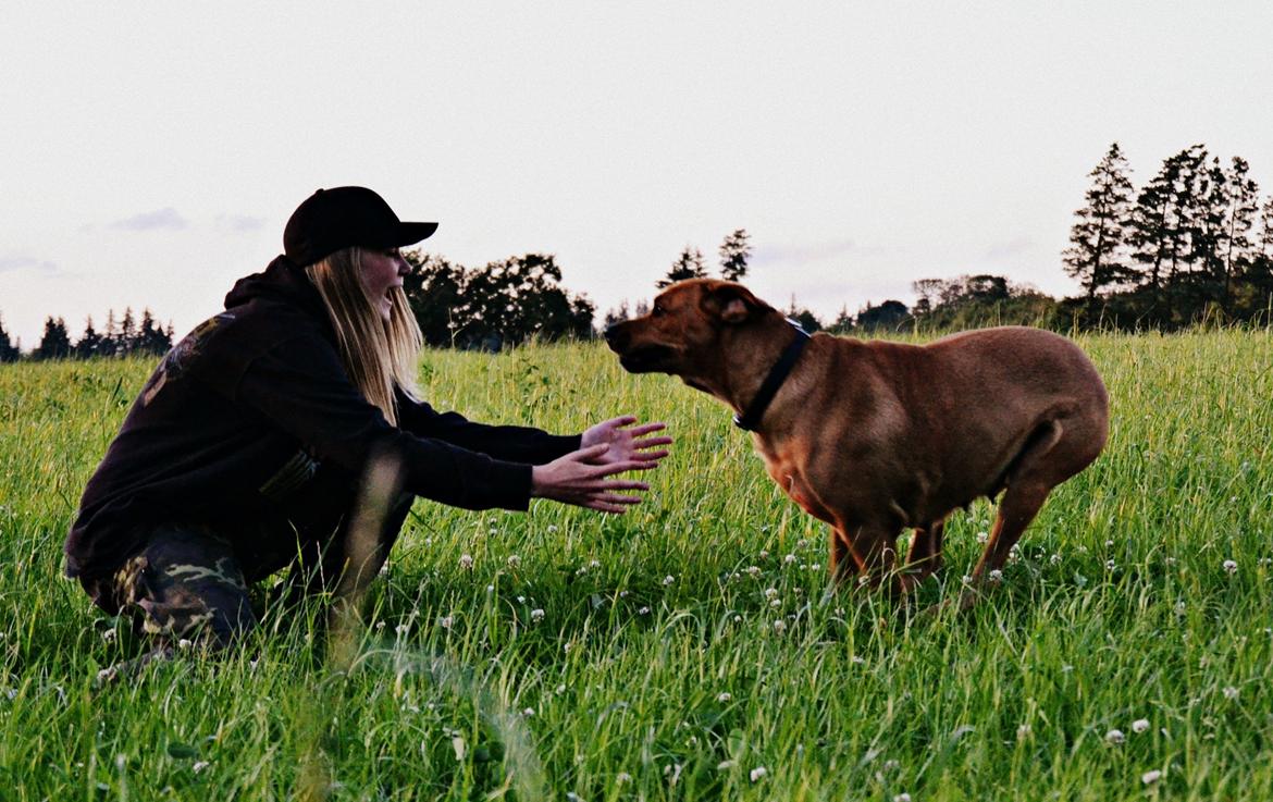 Blanding af racer Akeela billede 14