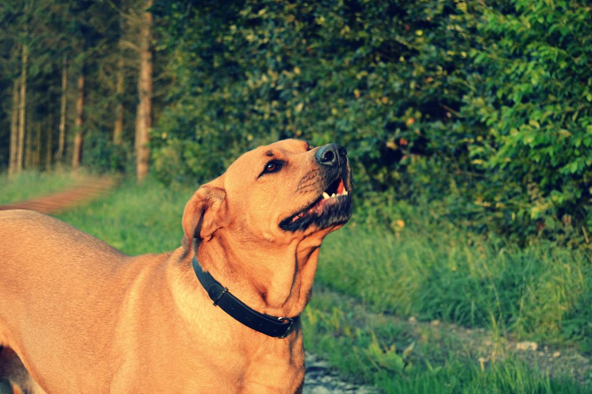 Blanding af racer Akeela billede 16