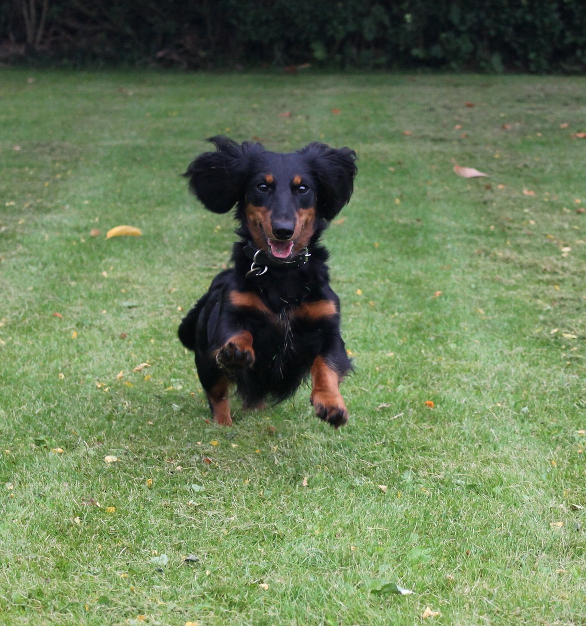 Dværggravhund Molly - Molly, syv måneder gammel.  billede 12