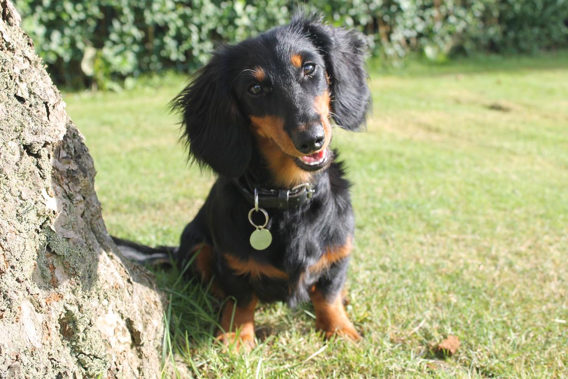 Dværggravhund Molly billede 1