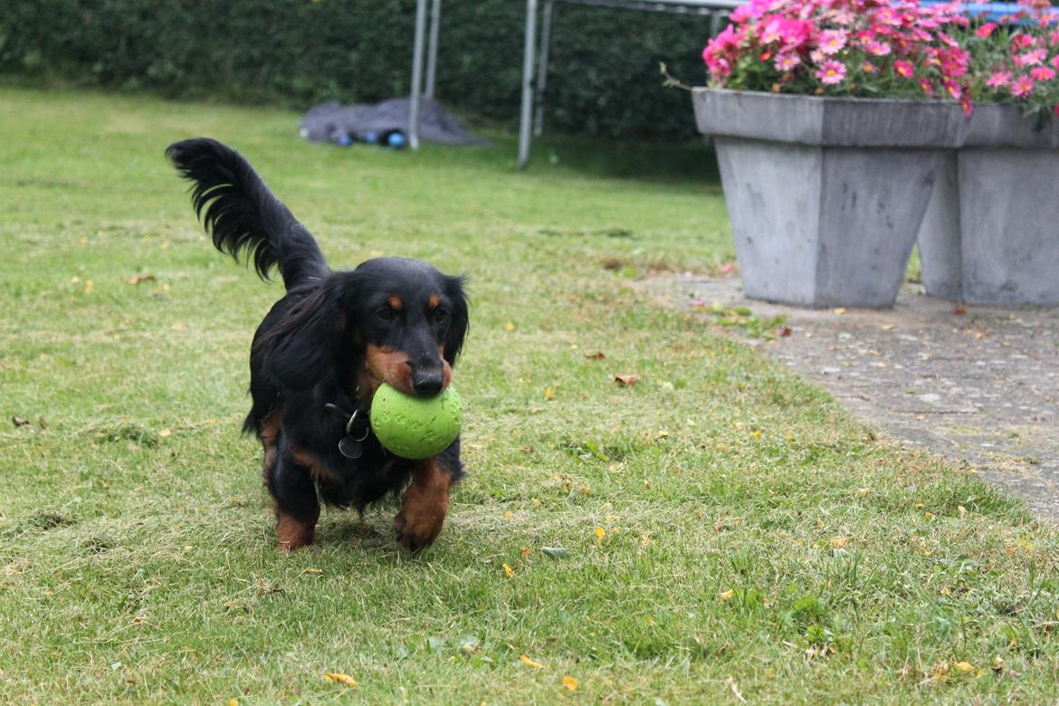 Dværggravhund Molly billede 20