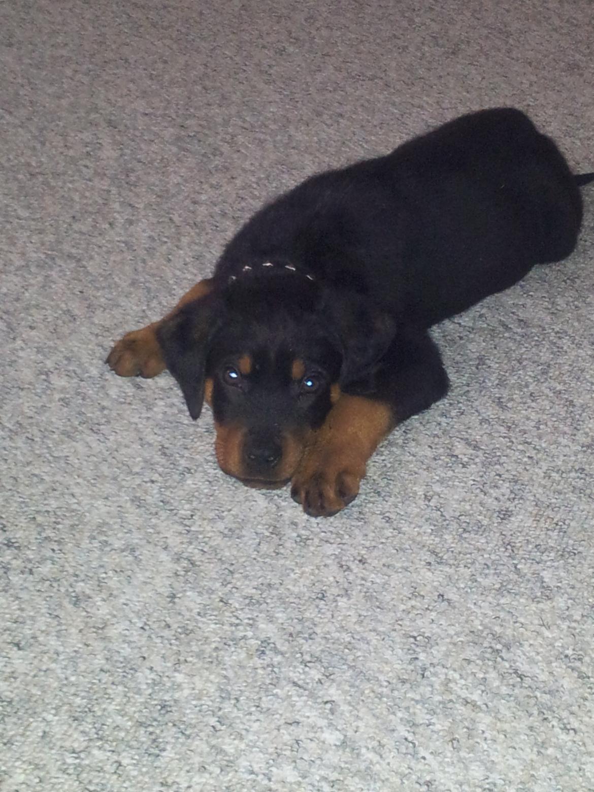 Rottweiler Kato Aflivet grundet AD/HD d. 15/4-13 - Kato 11 uger billede 15