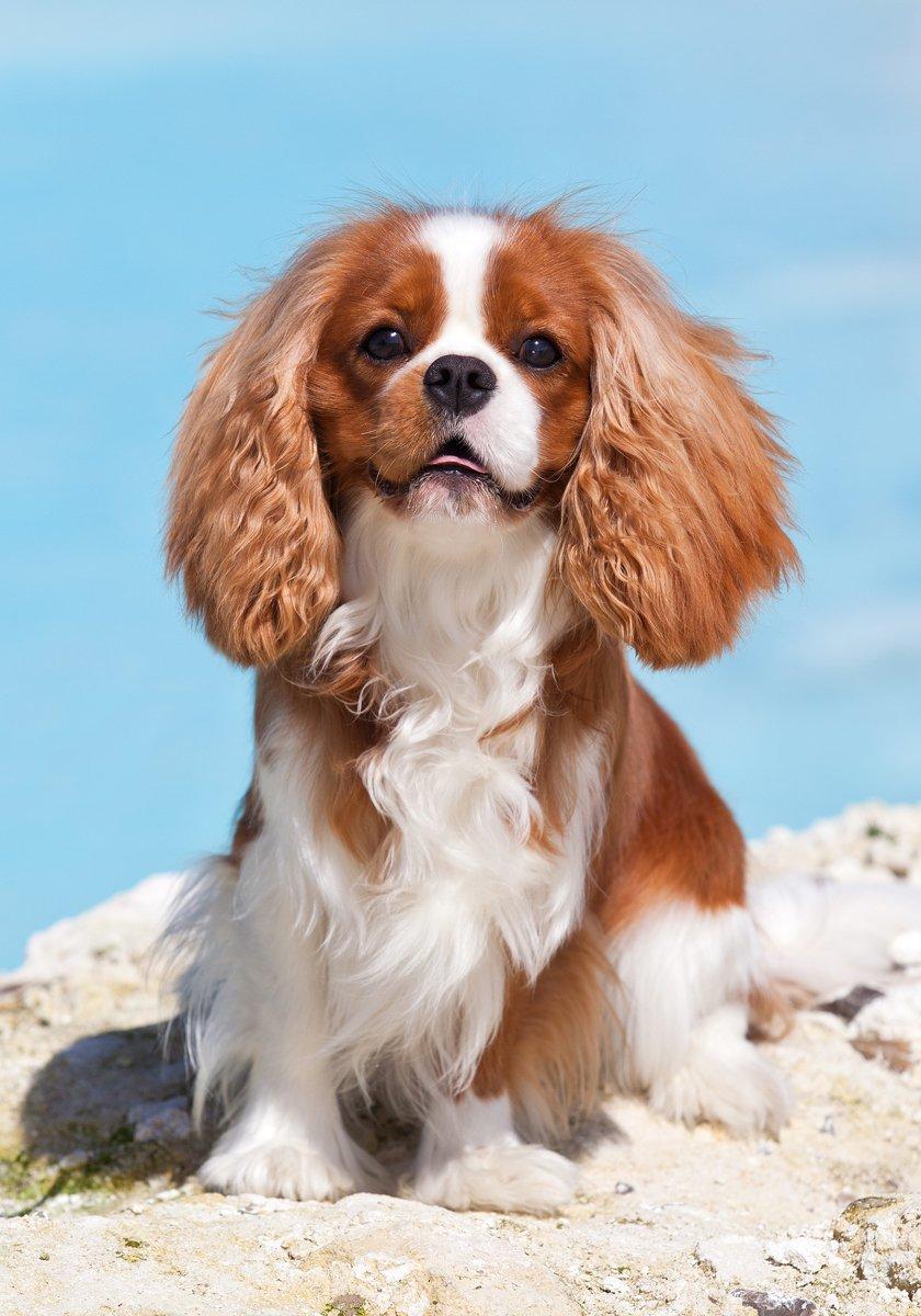 Cavalier king charles spaniel Bazil - Copyright Tosafoto billede 3