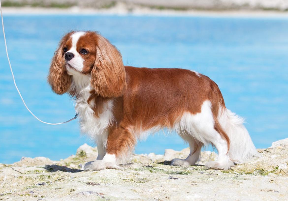 Cavalier king charles spaniel Bazil - Copyright Tosafoto billede 4