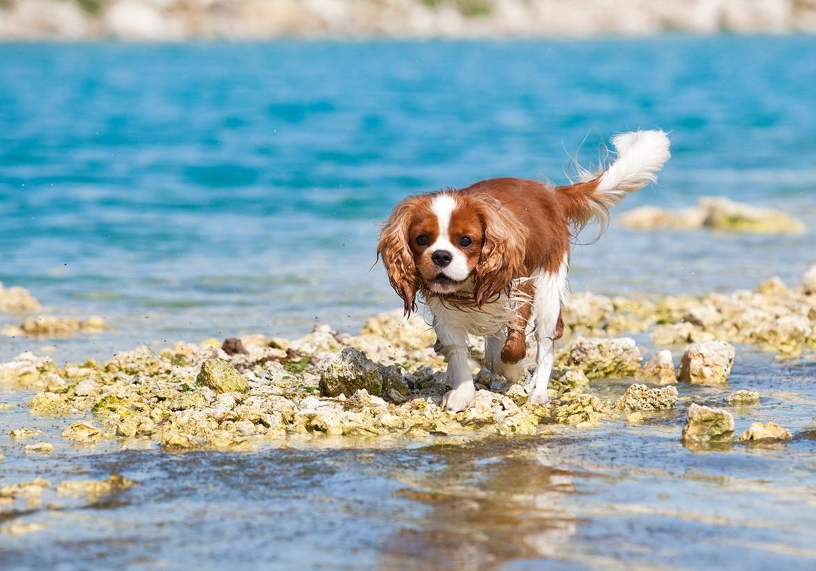 Cavalier king charles spaniel Bazil - Copyright Tosafoto billede 9