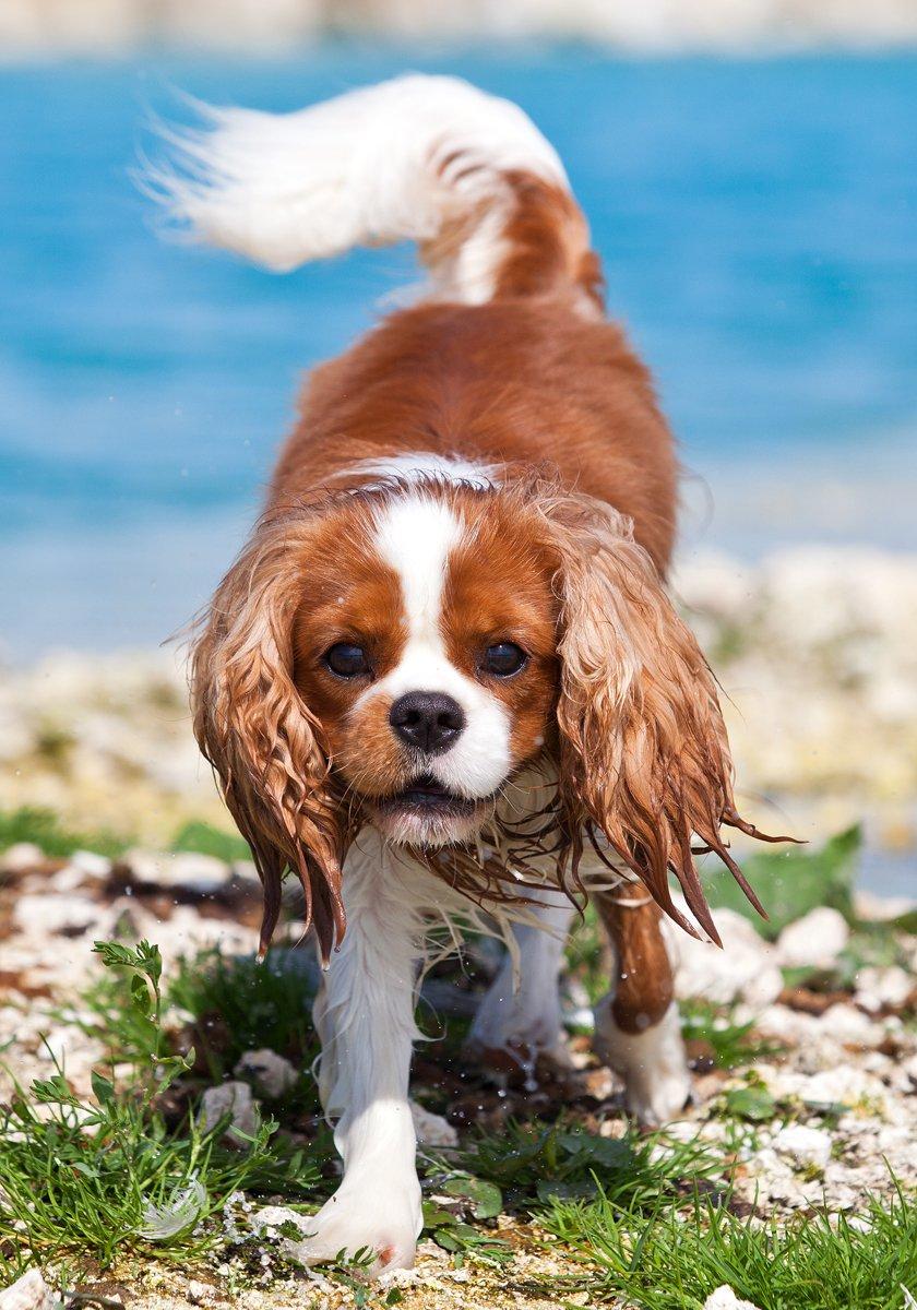 Cavalier king charles spaniel Bazil - Copyright Tosafoto billede 7