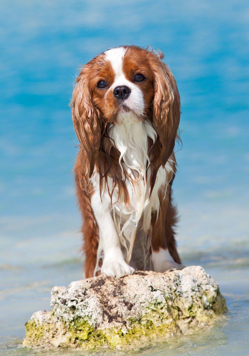 Cavalier king charles spaniel Bazil - Copyright Tosafoto billede 1