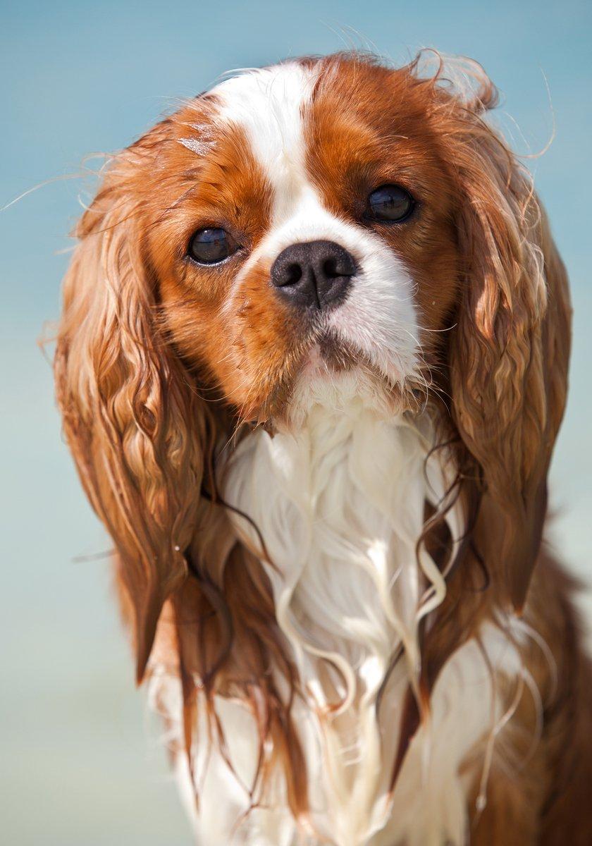 Cavalier king charles spaniel Bazil - Copyright Tosafoto billede 12