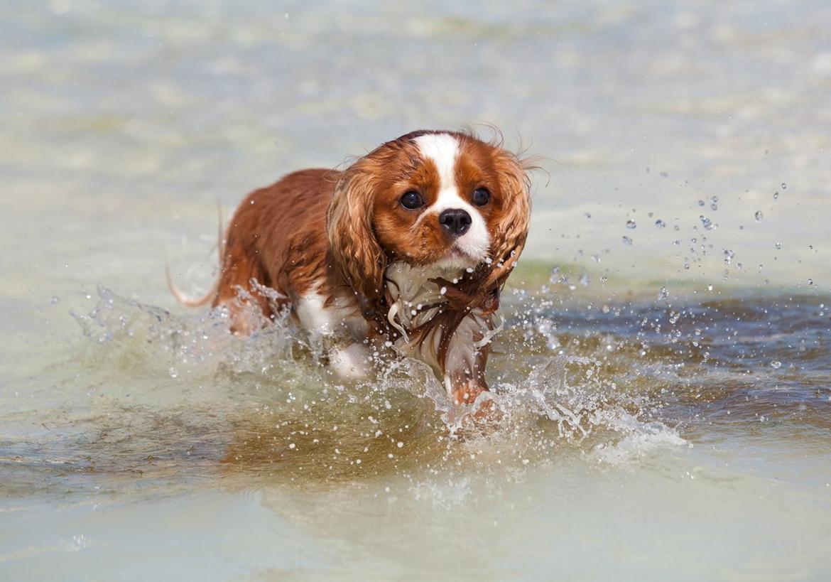Cavalier king charles spaniel Bazil - Copyright Tosafoto billede 14