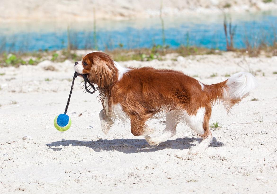 Cavalier king charles spaniel Bazil - Copyright Tosafoto billede 10