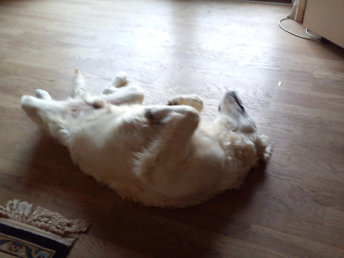 Golden retriever Lapaia's Chang [Hvapz] - Sove tid!<3<3<3 billede 6