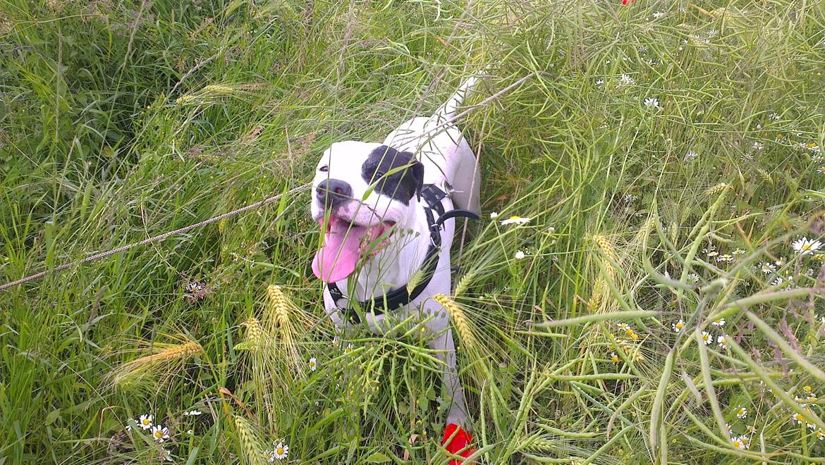 Dogo argentino Tayson - SKAL vi hjem nu !!  billede 1