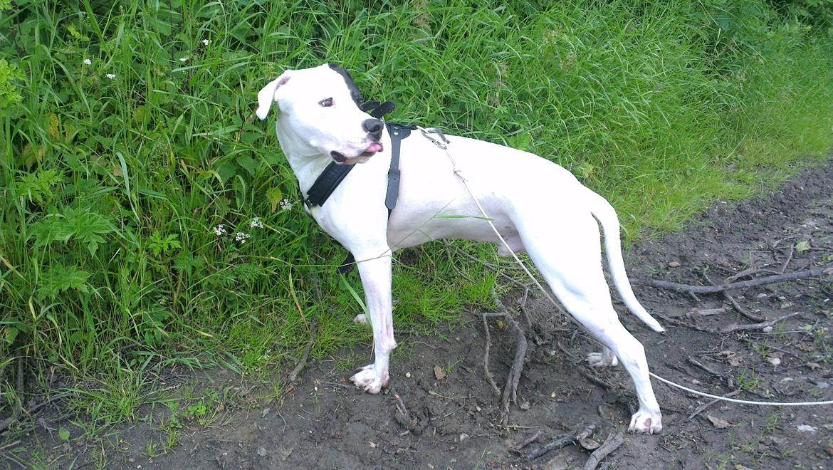 Dogo argentino Tayson - Det skal du ikk bestemme .. Bhrrr ..  billede 3