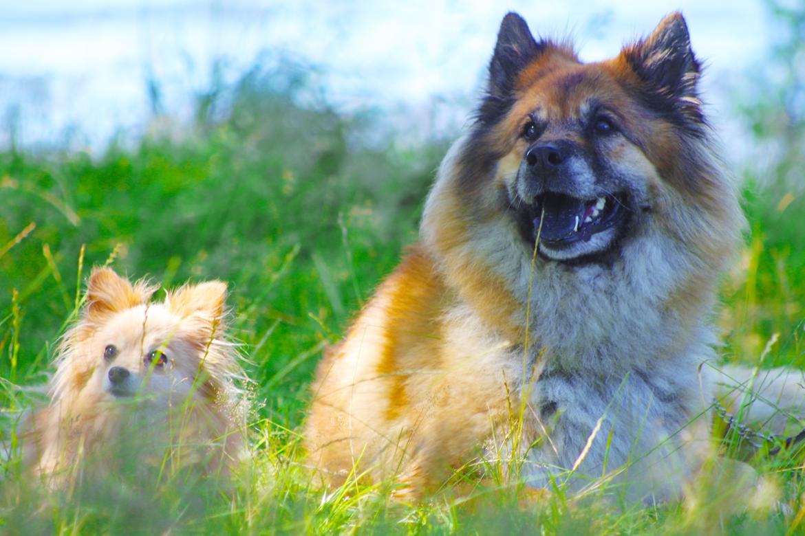Eurasier Vænget's Call Me Lucky - Lucky & Baby i skyggen :) billede 8